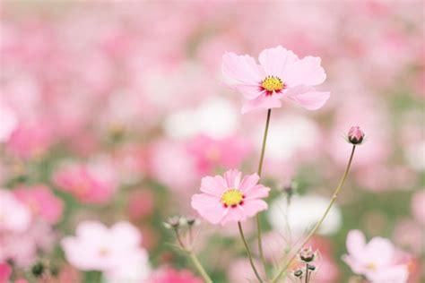 Image result for Pink Exploding Box