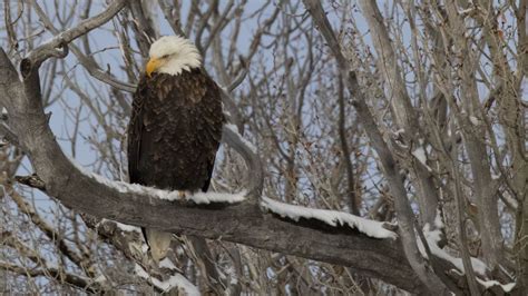 Download wallpaper 1920x1080 bald eagle, eagle, bird, tree, branches ...