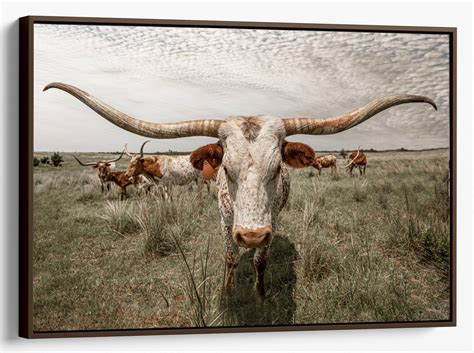 Framed texas longhorn cow print etsy – Artofit