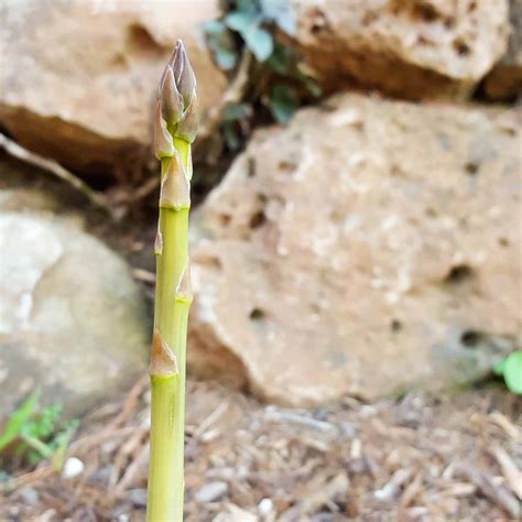 When & how to harvest asparagus