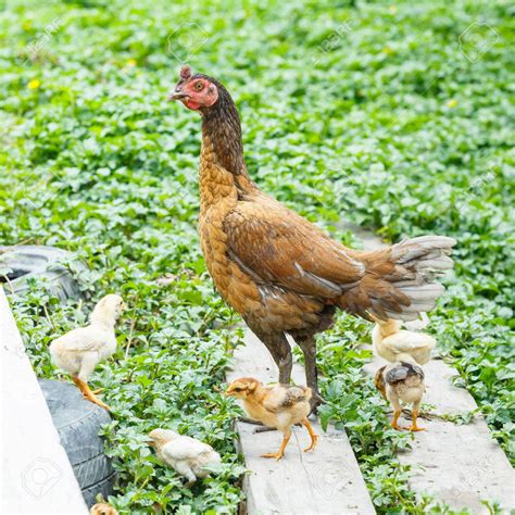 native chicken - philippin news collections