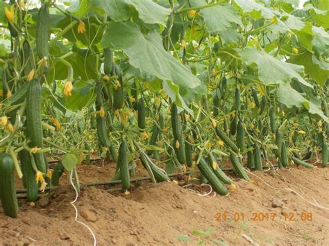 Buy Marino Super F1 Parthenocarpic F1 Cucumber Seeds (Yuksel Seeds ...