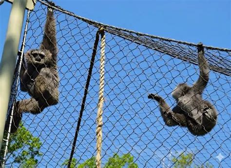Monkey Enclosure Mesh & Cage Safety | Unique Wire Netting