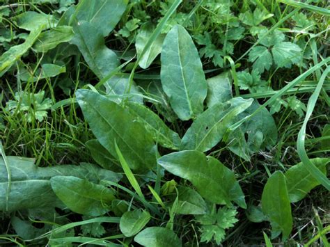Wild Sorrel Plant Common Sorrel Native British Wildflower Plug Plants