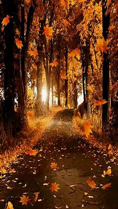 Free Animated Fall Backgrounds by Leaves Falling On Path Pictures Photos And Images For Free Animated Fall Backgrounds