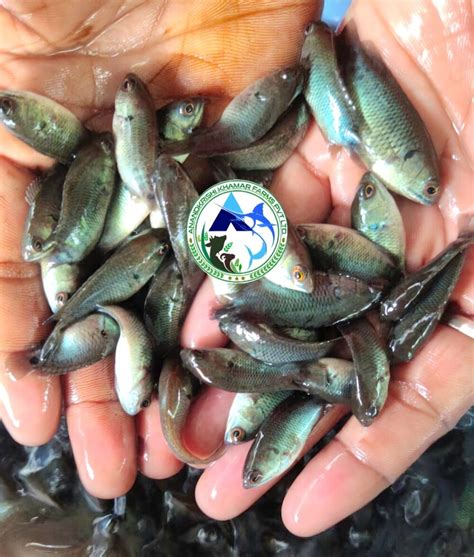 Anabas Vietnam Koi Seed at Best Prices, Aquaculture Supplier in Kolkata