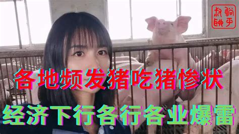 中国内地频发猪吃猪惨状||经济下行各行各业均爆雷||躺平叔聊养殖业爆雷