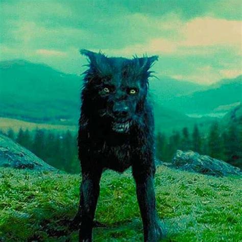 Sirius black harry potter | Sirius black dog, Harry potter sirius ...