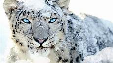 Snow Leopard Image by Snow Leopard Wallpapers Wallpaper Cave Snow Leopard Image