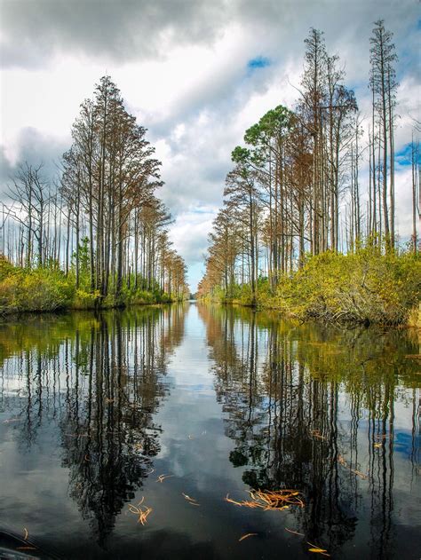 Swamp Screen Frame 的图像结果