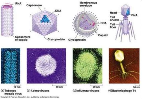 病毒的结构及生物学特性_动物细胞培养技术_挂云帆