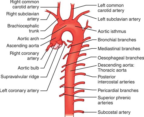 Vascular System - Clinical Tree