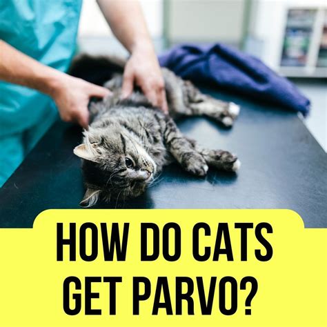 How Do Cats Get Parvo? 5 Causes and Remedies - Oxford Pets