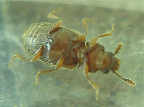 Image result for Microcrypticus Scriptum