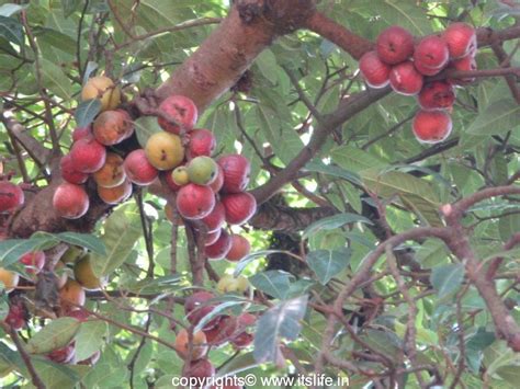 Fig Tree | itslife.in