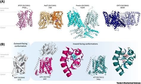 Slc46 Structure 的图像结果