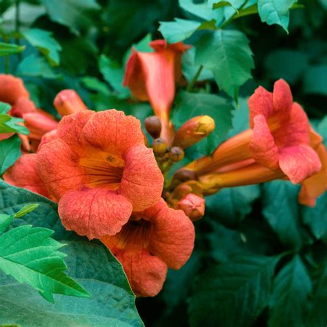 Red Trumpet | Flowering Vines | Moon Valley Nurseries