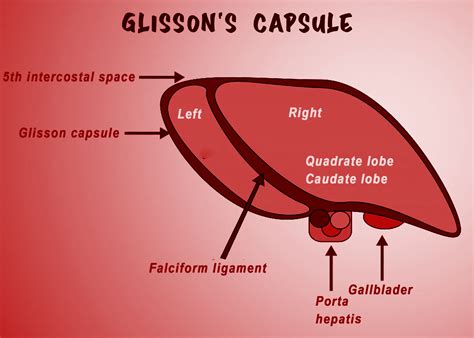 Glisson’s capsules are found in A) Kidney of frog B) Heart of a frogC ...