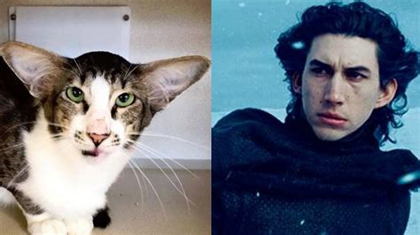 Cat that looks like Adam Driver finds internet fame, new home | wthr.com