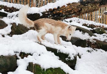 Rescue Fox Wukk - FOUR PAWS International - Animal Welfare Organisation