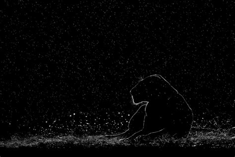 Festival & Awards | Nature inFocus