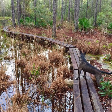 Longleaf Pine Preserve (Port Orange): All You Need to Know
