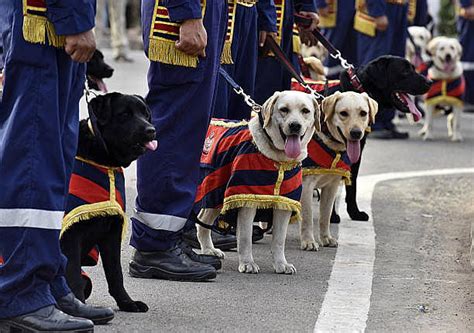 Delhi Police to strengthen K9 squad with 72 new canine additions