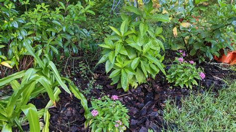 Ten Central Florida Plants that Die Back in Winter but Return in Spring ...