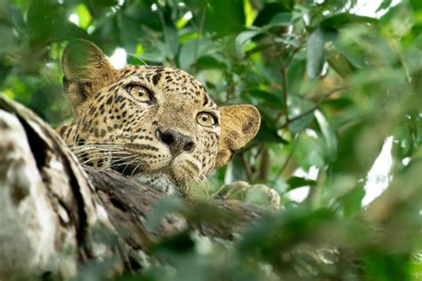 Environmental 的图像结果