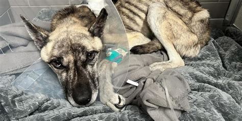 ‘He’s pretty much skin and bones’: Update on emaciated dog fighting for ...