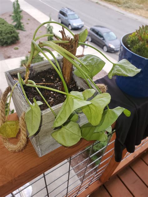 Hey what is this? : r/whatisthisplantPNW