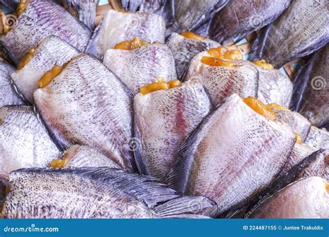 Trichogaster pectoralis stock image. Image of stacked - 224487155