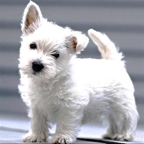 Top 91+ Pictures Pictures Of Different Types Of Terriers Stunning