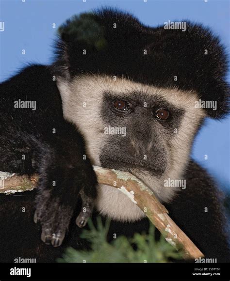 Eastern Black and White Colobus Monkey, (Colobus guereza,). Photo from ...