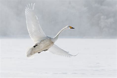 Flying Swan
