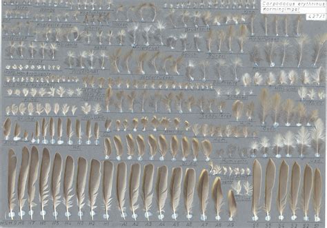 アカマシコ (Carpodacus erythrinus)