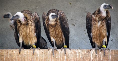 World Wildlife Day 2023: The 'Gods Of Scavenging' Meet The Vultures Of ...