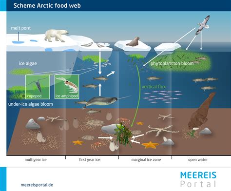 Arctic Ocean Animals Underwater