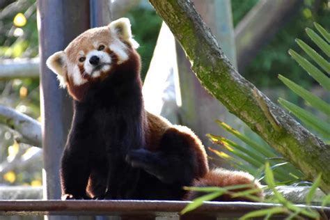 Panda Predators: These 6 Animals Kill and Eat Pandas - A-Z Animals