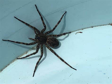 Dark Fishing Spider