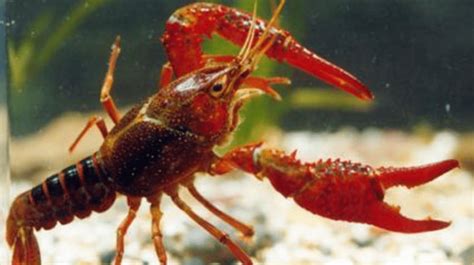 日本拟将小龙虾指定为外来入侵物种 禁止进口和贩卖|日本|拟将-滚动读报-川北在线
