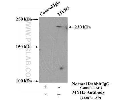 MYH3 antibody (22287-1-AP) | Proteintech