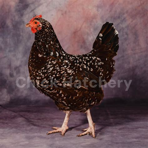 Rhode Island Red Chickens | Chick Hatchery