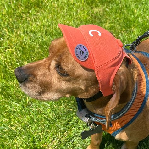 Dog Baseball Hat