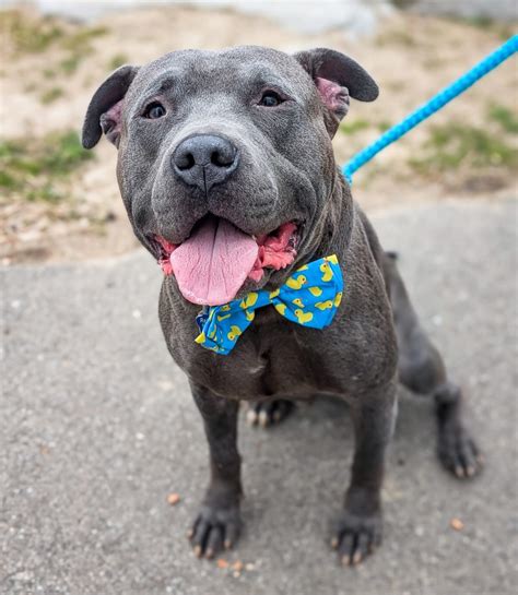 Rebel Dogs Detroit | Alfie is Ready for His Forever Home! 🤩 Do you ...