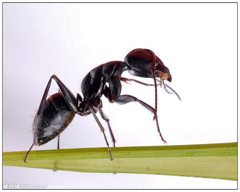 蚂蚁摄影图__昆虫_生物世界_摄影图库_昵图网nipic.com