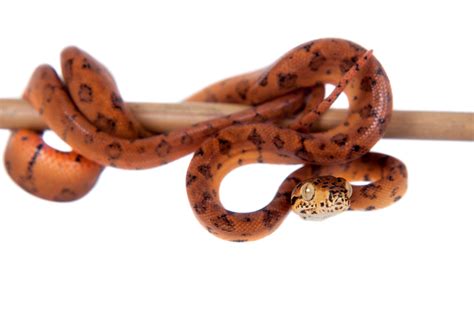 Amazon Tree Python 的图像结果