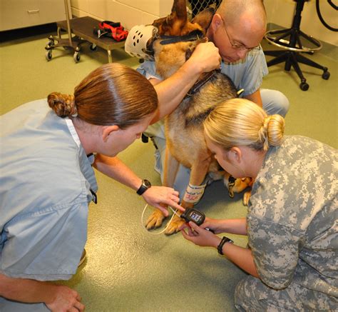Animal care specialists learn critical skills in support of Veterinary ...