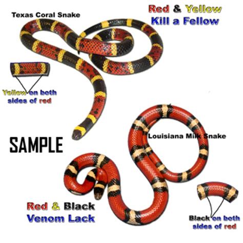 How To Tell If A Snake Is A Coral Snake at John Bundy blog