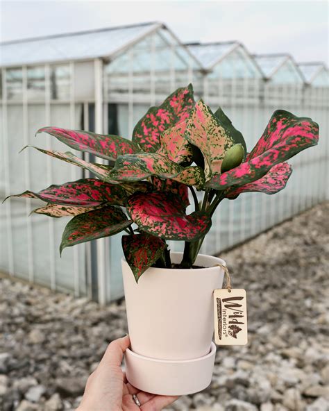 Pink Plants With Red Leaves Entirely Pink Plant, Red Leafs, Pinks